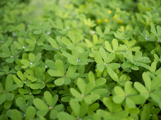 Fototapeta na wymiar A lawn is full of very green clover on a lovely morning in spring