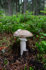 Amanita spissa