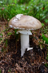 Amanita spissa