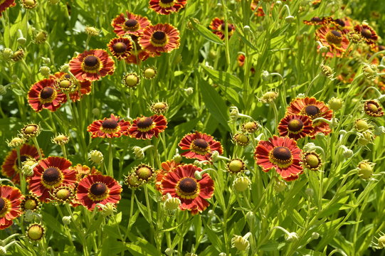 Beautiful, tall flowers like orange and red daisies