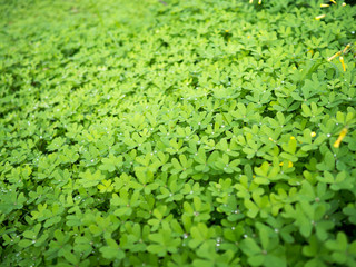 A lawn is full of very green clover in spring