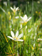 White  flowers