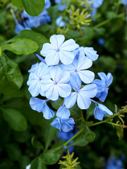 Fototapeta na wymiar Blue flowers