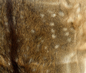 Fell  Dammwild als Hintergrund