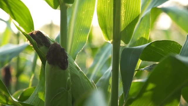 Closeup of ripe corn on the field