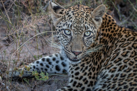 Close up of a young female Leopard.