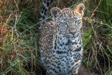 Fototapeta na wymiar A young female Leopard starring at the camera.
