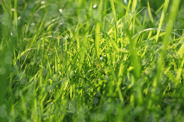 Green grass background