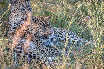 A mother Leopard playing with her cubs.