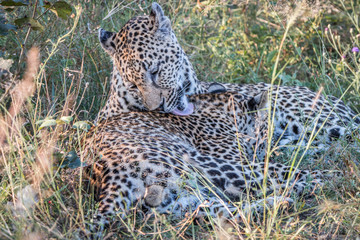 A mother Leopard playing with her cubs.