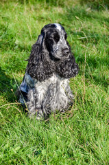 cocker au soleil