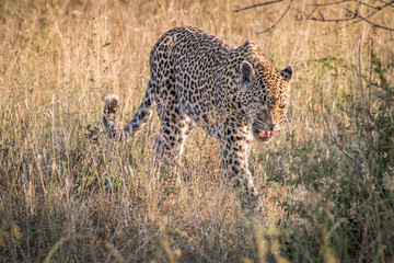 A female Leopard walking in the grass.