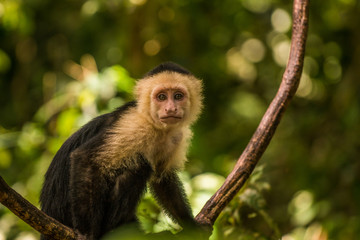 Kapuziner Affe in Costa Rica