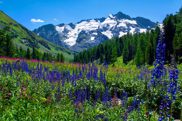Flowers field and white ICE from ALtay