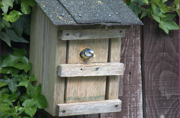 meise verläßt nistkasten