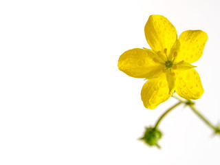 Yellow flower of small caltrops weed isolated on white background