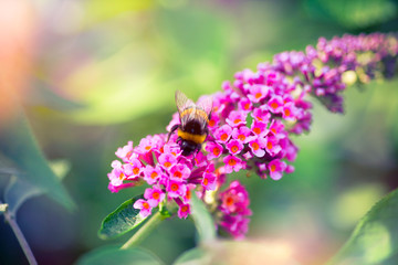 bumblebee