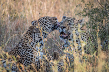 Two Leopards bonding in the grass.