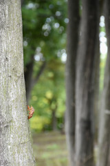日本の昆虫・「蝉の抜け殻」新たな人生に向かって、林の中で生き抜くための旅立ち、夏を生き抜く、過去の思い出を捨て去る、希望、未来を信じてなどのイメージ