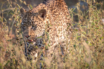 A Leopard walking in the grass.