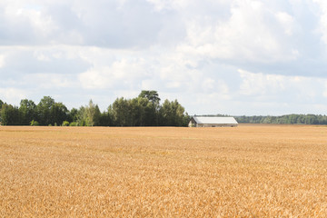 Fototapeta premium Farmside view of farm on a cloudy day.