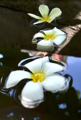Fototapeta na wymiar Plumeria flower on the on the water