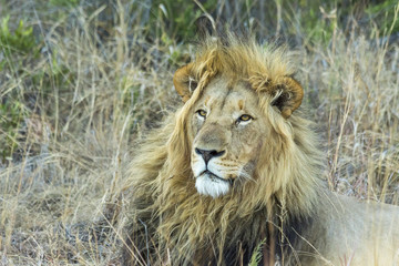 Fototapeta na wymiar Male Lion resting in the shade