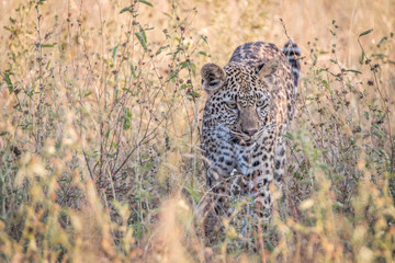 A Leopard walking in the grass.