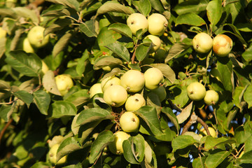 Yellow apples hanging on tree.