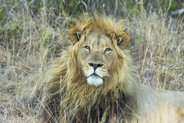 Male Lion resting in the shade