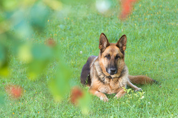 Dog sitting in garden.
