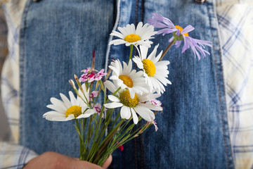 Chamomile in woman hands on summer jeans trousers background