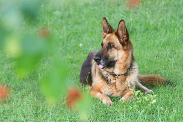 Dog sitting in garden.