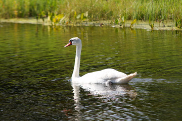 White swan swimming in small lake.
