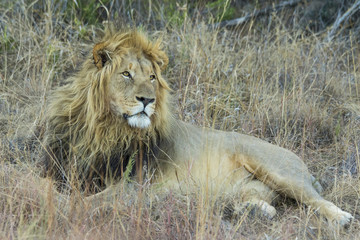 Male Lion resting in the shade
