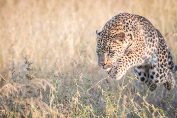 A Leopard jumping in the grass.