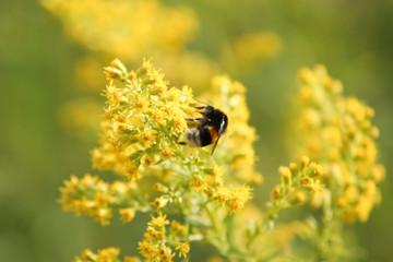 Small bee on flower in garden.