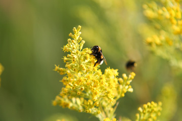 Small bee on flower in garden.