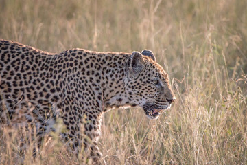 Side profile of a Leopard in the grass.