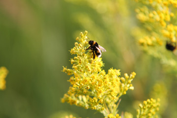 Small bee on flower in garden.