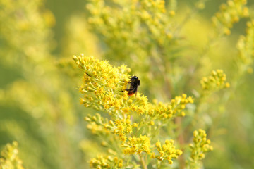 Small bee on flower in garden.