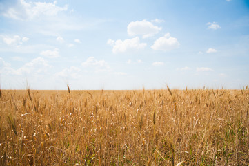 Gold wheat field