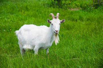 Domestic goats outdoor