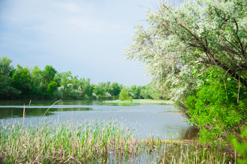 Summer landscape on the river bank