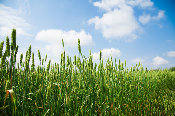 Obraz premium Ripening wheat field