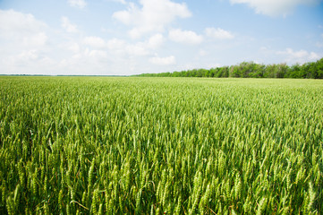 Ripening wheat field