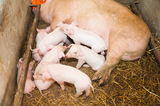 Little pigs breastfeeding in a pig farm