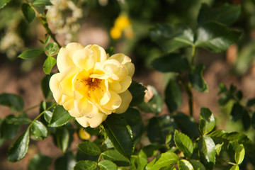 Yellow garden flower.