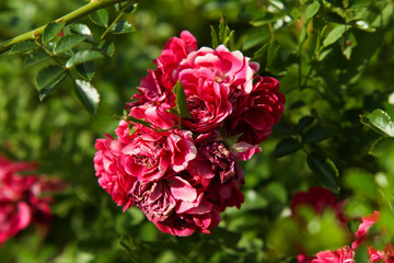 Beautiful violet garden flowers.