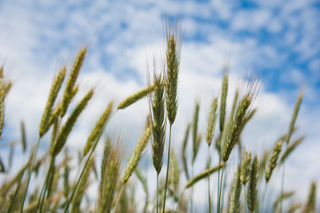 Obraz premium Gold wheat field
